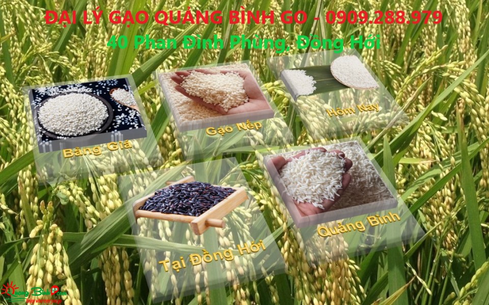 Bảng giá gạo nếp tại Đồng Hới, Quảng Bình